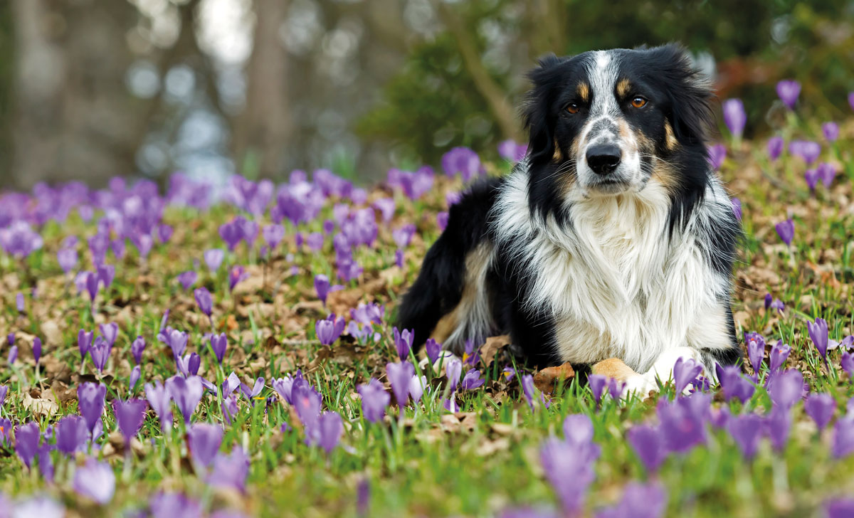 new-events-and-family-favorites-mark-purina-farms-2023-season